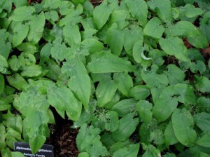 Epimedium (Epimedium sagittatum)